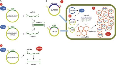 production methods  long dsrna   vitro dsrna production