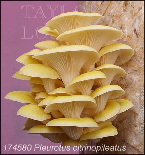 Pleurotus Citrinopileatus Mushroompro