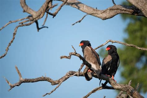 Bateleur Eagle 12 Facts About The Flying Extraordinaire