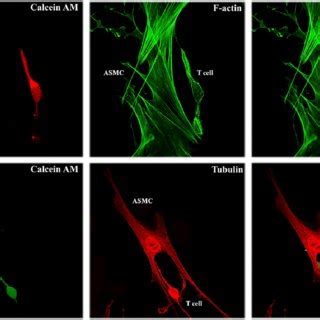 Visualization and measurement of LMCs. Scanning electron microscopy ... 