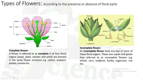 Flower Structure And Variations Atelier Yuwa Ciao Jp