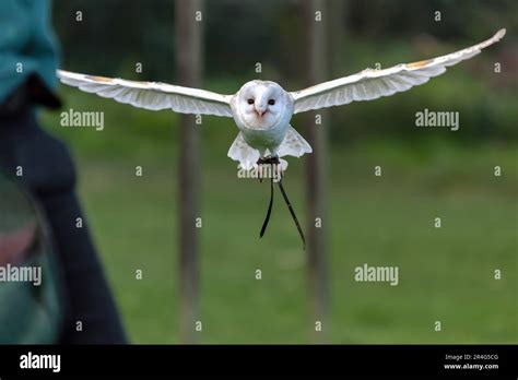 Barn Owl Tyto Alba Stock Photo Alamy