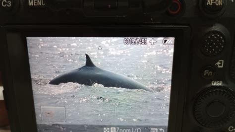 Sightings And Strandings Marine Mammal