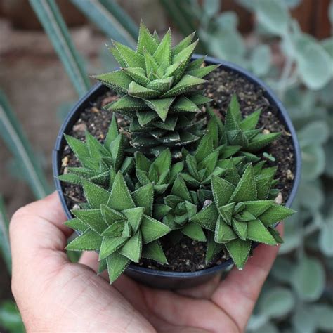 Haworthia Fasciata Browniana Pote Cat Logo Vando Fabi Cactus