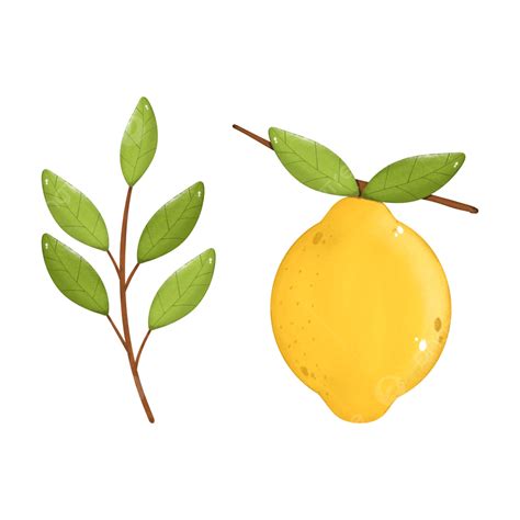 Lemon Citrus Hand Drawn Clip Art Lemon Citrus Fruit Png Transparent