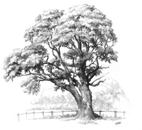 Pencil Drawing Of Large Tree Near Fence