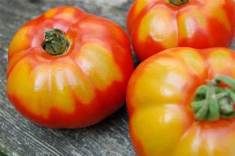 Malattie Del Pomodoro Cause E Rimedi Efficaci Nel Guida