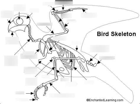 Avian Skeletal Anatomy Diagram Quizlet