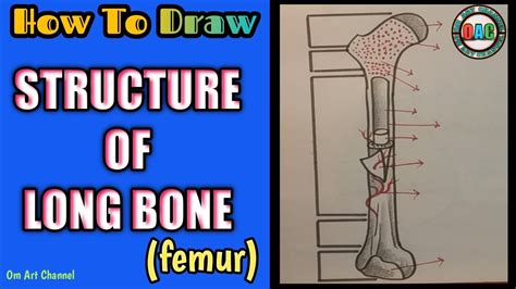 Long Bone Diagram How To Draw Long Bone Femur Long Bone Diagram