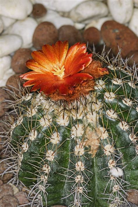 Un Cactus Di Tre Saguari Fotografia Stock Immagine Di Saguaro