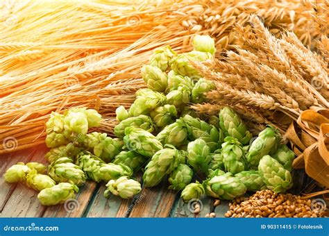 Green Hops Malt Ears Of Barley And Wheat Grain Stock Image Image Of