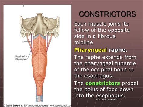 Ppt Pharynx Powerpoint Presentation Free Download Id3107380