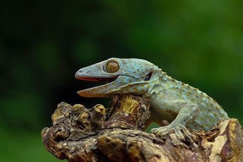 Premium Photo Closeup Tokay Gecko With An Open Mouth