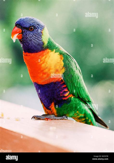 Rainbow Lorikeet Hi Res Stock Photography And Images Alamy