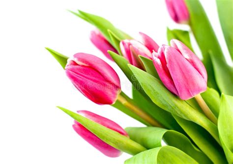 Pink Tulip Stock Image Image Of White Flora Color 37826129