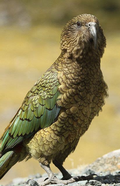 Kea New Zealands Cheeky Mountain Parrot Animals Beautiful Pet