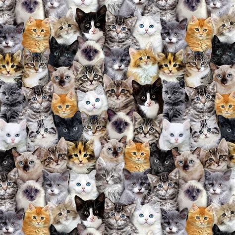 Cat Fabric Timeless Treasures Packed Mixed Breeds Cats Etsy