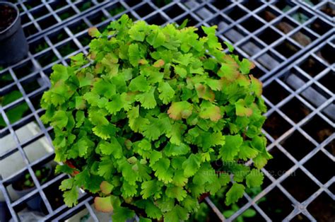 Adiantum Tenerum Scutum Roseum Rare Maidenhair Fern Terrarium Plants