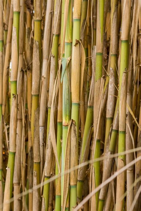 Wild sugar cane plant stock photo. Image of landscape - 105671676