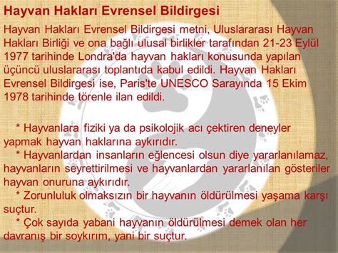 Hayvan Hakları Evrensel Bildirgesi Kedi Hayvanları Blog