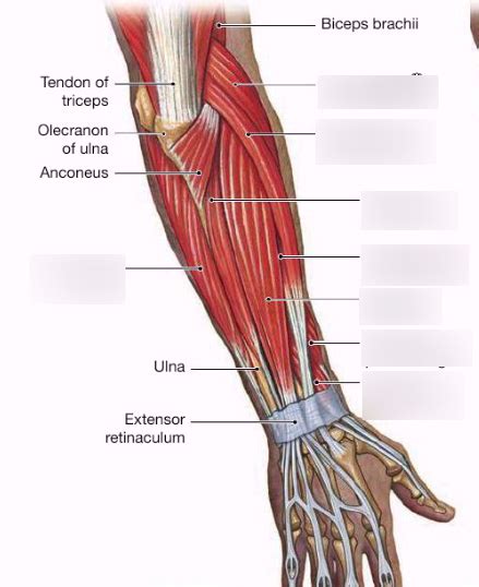 Posterior Muscles That Move The Hand And Fingers Diagram Quizlet