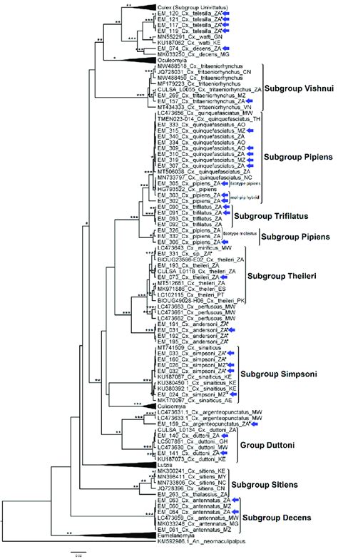 Phylogenetic Analysis Of 170 Partial CoxI Nucleotide Sequences From