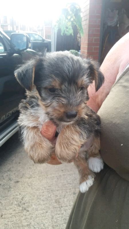 Jack Russell X Yorkshire Terrier Pups In Bishop Auckland County