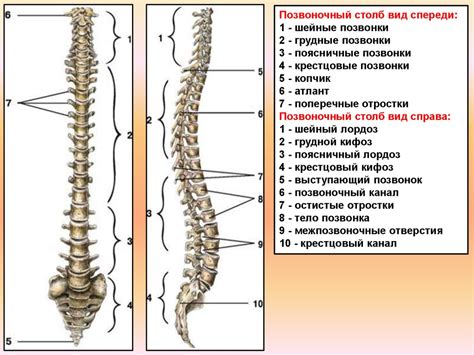 Позвоночный столб вид спереди - презентация онлайн