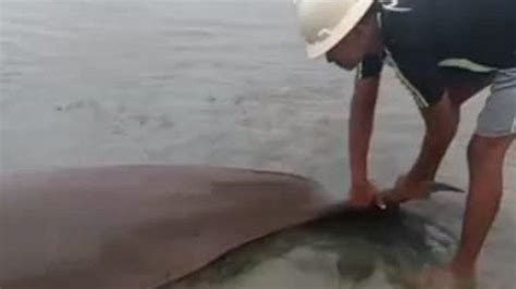 Dugong Terdampar Di Pesisir Pantai Pulau Bawean Kondisiniya Kini