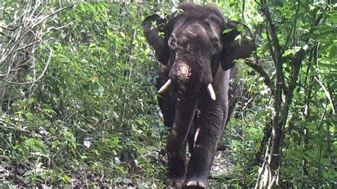 China-backed Dam Project May Threaten Myanmar Wildlife Sanctuary