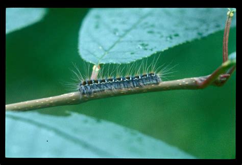 Small Eggar Larva Eriogaster Lanestris Copyright L M L