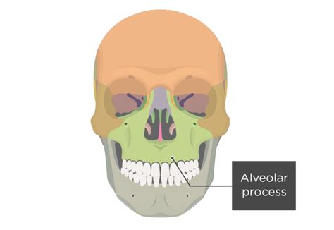 Maxilla Bone Anatomy And Diagram GetBodySmart