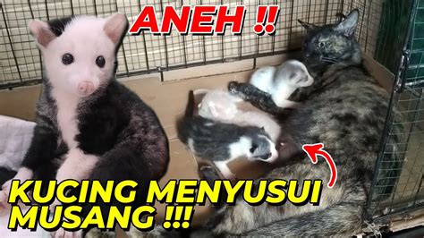 MASYAALLAH DARI BAYI MUSANG CANTIK INI DIRAWAT KUCING KOK BISA