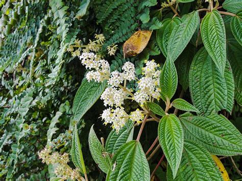 Pululahua Flora Ecuventure