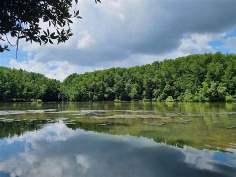 From Ho Chi Minh Can Gio Mangrove Forest Monkey Island Getyourguide