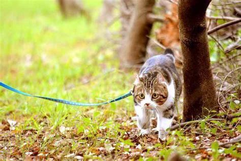 猫咪到底可不可以带出门散步？看完这些你就知道了腾讯新闻