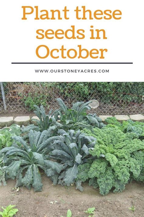 October Planting Guide 6 Crops You Should Plant In October Artofit