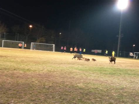 Ceretolo Cinghiali Invadono Il Campo Durante Lallenamento Di Calcio