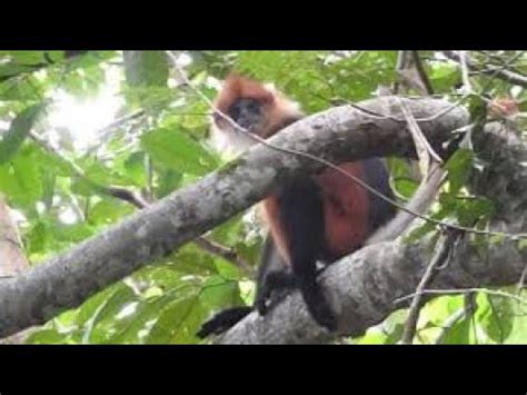 Lutung Merah Presbytis Rubicunda Youtube