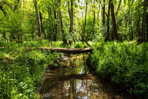 Fotos gratis árbol naturaleza pantano desierto sendero río