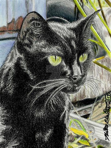 Black Cat, colored pencil drawing by nethompson on DeviantArt