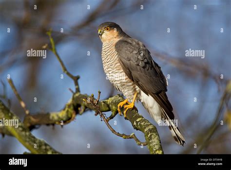 El Gavil N Accipiter Nisus Macho Donde Se Posan En Un Rbol Observando