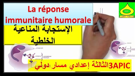 la réponse immunitaire humorale 3APIC الإستجابة المناعية الخلطية YouTube