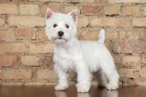 West Highland White Terrier: Info, Temperament, Puppies, Pictures