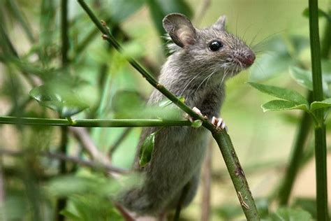 Little Grey Mouse Wildlife British Wildlife Hedgerow