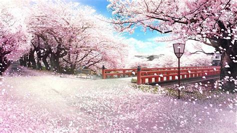 Sakura Anime Scenery Wallpaper