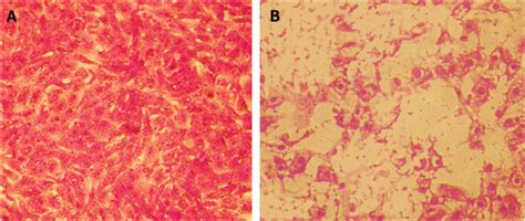 Human Colon Cancer Hct Cell Line Human Atcc Bioz