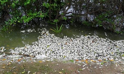 Internauta Fotografa Mortandade De Peixes Na Lagoa Rodrigo De Freitas