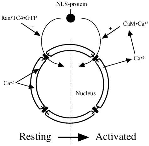 A Model For The Roles Of Calcium In Gtp And Calmodulin Dependent