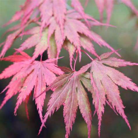 weeping japanese acer tree 1